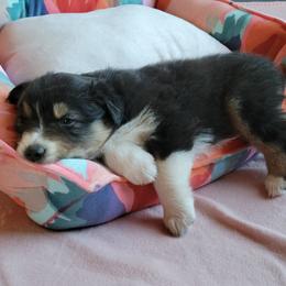 Australian Shepherd Puppies from Amare Aussies