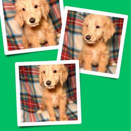 Java - Apricot male Goldendoodle puppy in Bluefield, Virginia from Love on a Leash