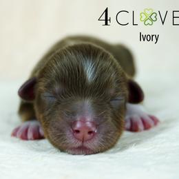 Ivory - Red tri-color female Miniature American Shepherd puppy in Carlisle, Pennsylvania from 4 Clovers Kennel