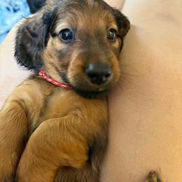 Daniel - Red male Dachshund puppy in Bluff City, Tennessee from Sidanelv Dachshunds