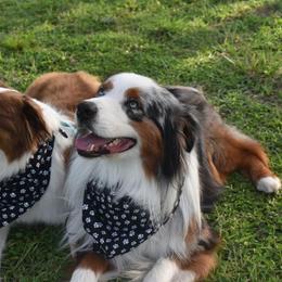 Australian Shepherd puppies from Swamp Puppy Canine Kennel