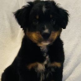 Pope - Black Miniature Australian Shepherd puppy in Washington, Oklahoma from Okie Aussies