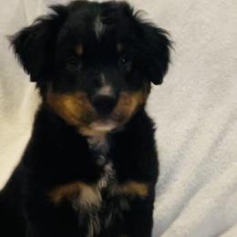 Pope - Black Miniature Australian Shepherd puppy in Washington, Oklahoma from Okie Aussies