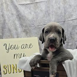 Sandy Claws - Blue female Great Dane puppy in Caldwell, Idaho from Miner's Dynamic Danes