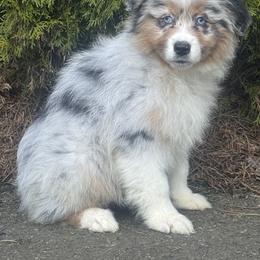 Bmf2 - Blue merle female Australian Shepherd puppy in Chehalis, Washington from Wandering Acres Ranch