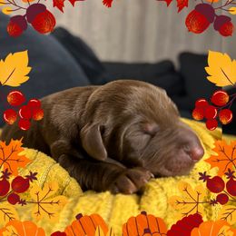 Boy 4 - Red and rust male Doberman Pinscher puppy in Neshkoro, Wisconsin from Sky’s Dobermans