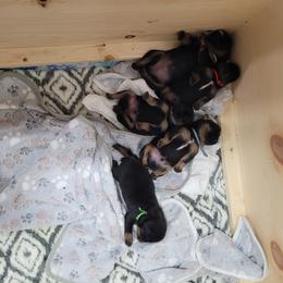 Brussels Griffon Puppies from Little Griffons