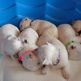 West Highland White Terrier Puppies from Joshua Olds