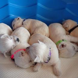 West Highland White Terrier Puppies from Joshua Olds