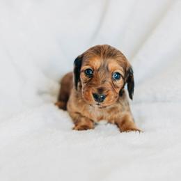 Dachshund Puppies from Iowa Dachshunds