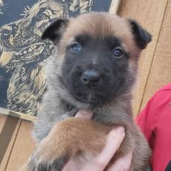 Boy 2 - male Belgian Tervuren puppy in Farmington, Maine from Pine State Shepherds