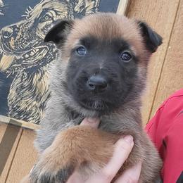 Boy 2 - male Belgian Tervuren puppy in Farmington, Maine from Pine State Shepherds