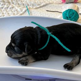 Miniature Schnauzer Puppies from Front Runner Miniature Schnauzers