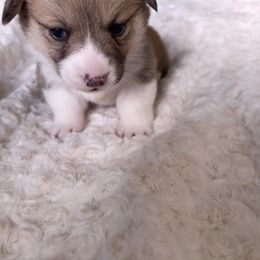 American Corgi Puppies from PNW Corgis