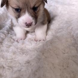 American Corgi Puppies from PNW Corgis