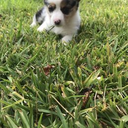 American Corgi and Pembroke Welsh Corgi Puppies from Caddeaux Corgis