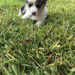 American Corgi and Pembroke Welsh Corgi Puppies from Caddeaux Corgis