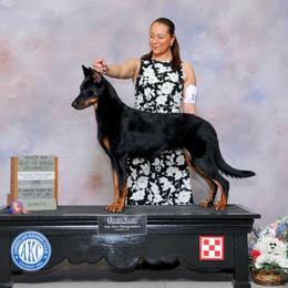 Beauceron puppies from RiverStyx Beaucerons