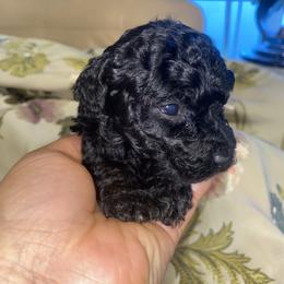 Jingle - Black female Poodle puppy in El Sobrante, California from Mckendra's Legacy