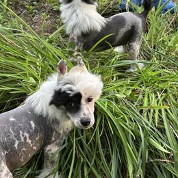 Chinese Crested Puppies from Windsong