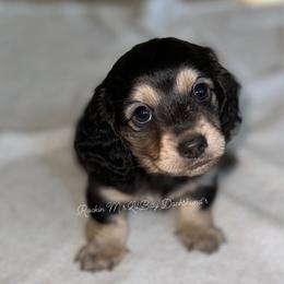 Dachshund Puppies from Rockin' M’s LilBitty Dachshunds (LBD)