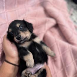 Peanut - Black and cream girl- 2150 - Black and cream female Dachshund puppy in Little Elm, Texas from HotDachs