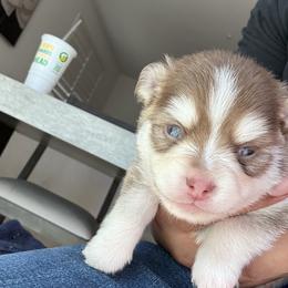 Pomsky Puppies from Armando Echevarria