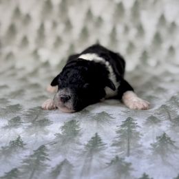 Amethyst - Black and white female Sheepadoodle puppy in Tahlequah, Oklahoma from Mulberry Ridge Doodles