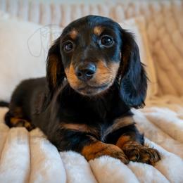 Boy 1 - Black and tan male Dachshund puppy in Temecula, California from Naomi Magee's Dachshund Kennel