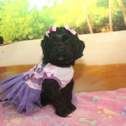 Cockapoo Puppies from JP Cockapoos LLC