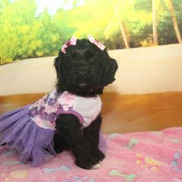 Cockapoo Puppies from JP Cockapoos LLC