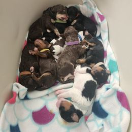 Bernedoodle Puppies from Andrew's Bernedoodles