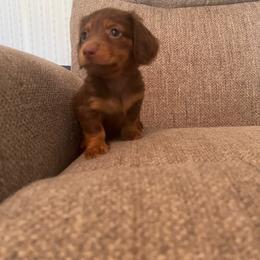 Snickers - Chocolate and tan male Dachshund puppy in Arthur, Illinois from Chupp’s Puppies