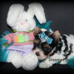 AKC Exquisite Fossil 3200 - Black tan and white male Biewer Terrier puppy in Kennesaw, Georgia from Dreamy Pups