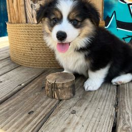 Pembroke Welsh Corgi Puppies from Kern River Corgis