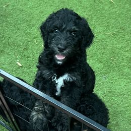 Bernedoodles from Bernedoodles By The Sea
