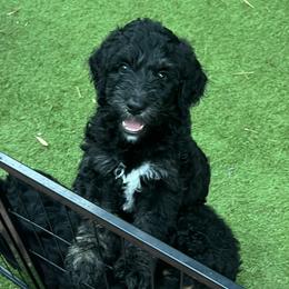 Bernedoodles from Bernedoodles By The Sea