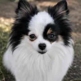 Paris - Pomeranian