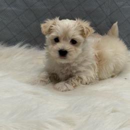 Casper - white and lemon male Companion Cross puppy in Lancaster, South Carolina from 3 Bs Havanese-PUPPIES with  PURPOSE