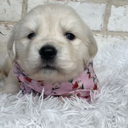 Golden Retriever Puppies from Garrett’s English Golden Retriever’s
