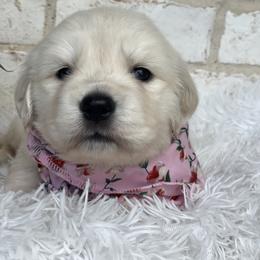 Golden Retriever Puppies from Garrett’s English Golden Retriever’s