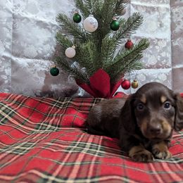 Dachshund Puppies from Knox Ridge Dachshunds