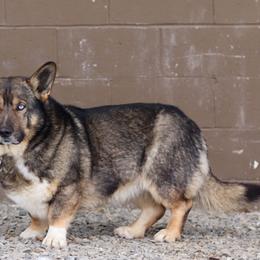 Koda - Pembroke Welsh Corgi