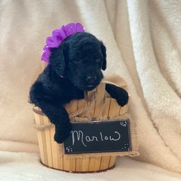 Goldendoodle Puppies from Izzy's Doodles