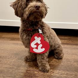 Aussiedoodle Puppies from Signature Doodles