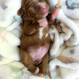 Rabbit - Red female Cavapoo puppy in Easley, South Carolina from Cutiepie Cavapoos