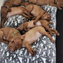 Vizsla Puppies from Countryside Vizslas