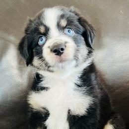 Tulip - Black tri female Miniature Australian Shepherd puppy in Sulphur, Oklahoma from Barnyard Aussies