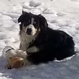 Lambeau - Miniature Australian Shepherd