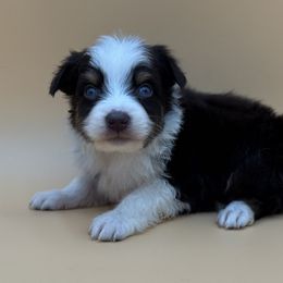 Jelly Rolly - Red tri-color male Australian Shepherd puppy in Porterville, California from Wild Oak Farms